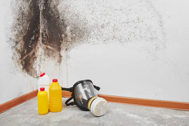 Best Local Mold Removal Service  in Merrill, IA