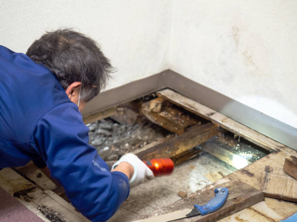 Best Certified Mold Removal  in Merrill, IA
