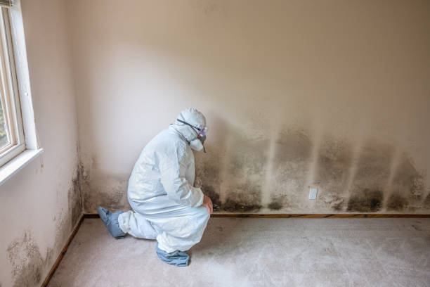 Best Mold Cleaning Services  in Merrill, IA