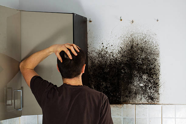 Best Mold Damage Repair  in Merrill, IA