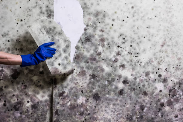 Best Residential Mold Removal  in Merrill, IA